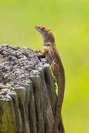 Image of Bahaman brown anole