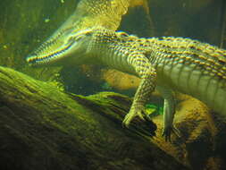 Image of Crocodilia