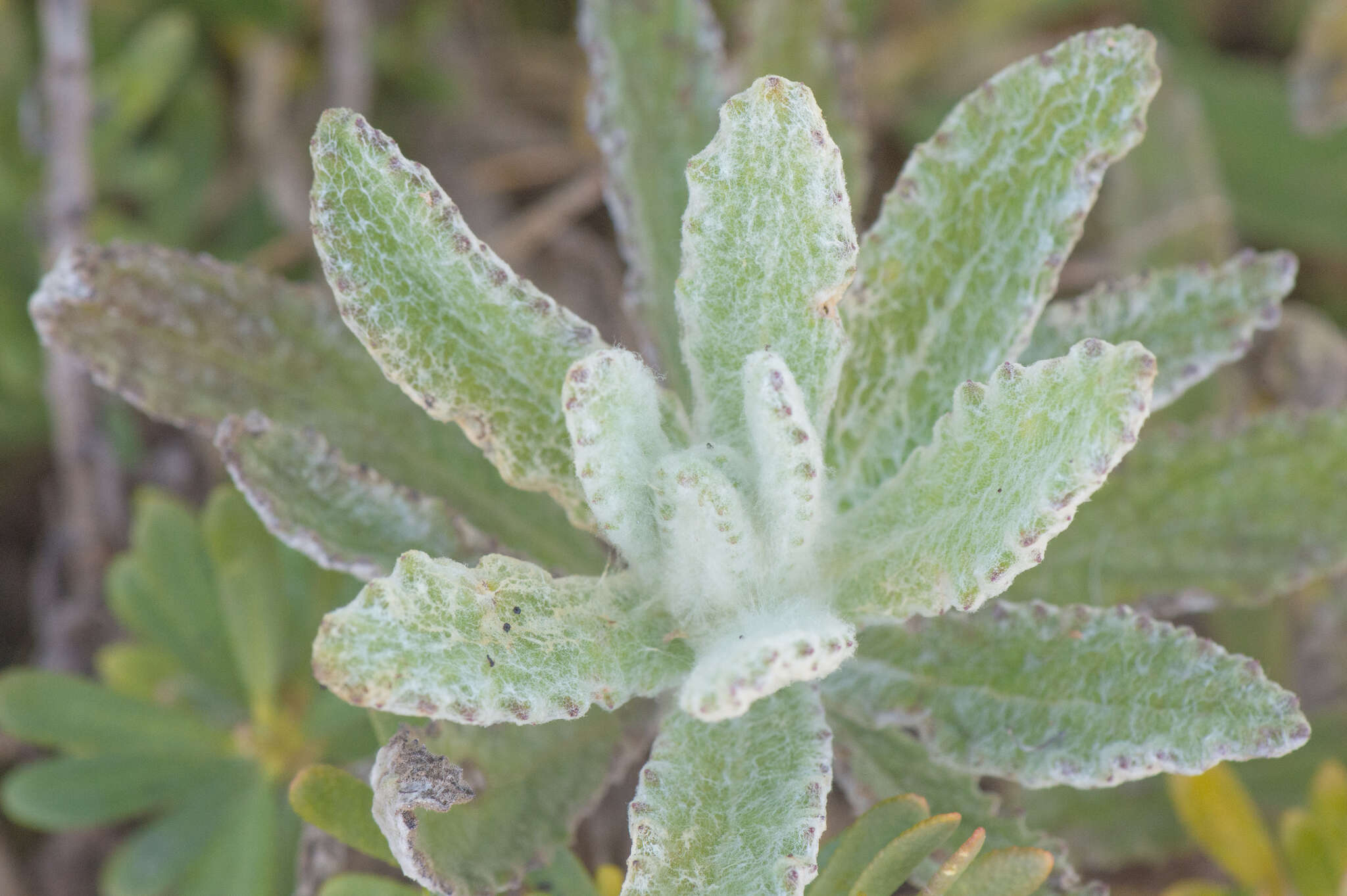 صورة Pulicaria lanata E. Gamal-Eldin