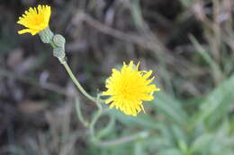 Image of moist sowthistle