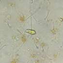 Imagem de Euglena pisciformis