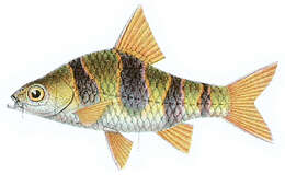 Image of tiger barb