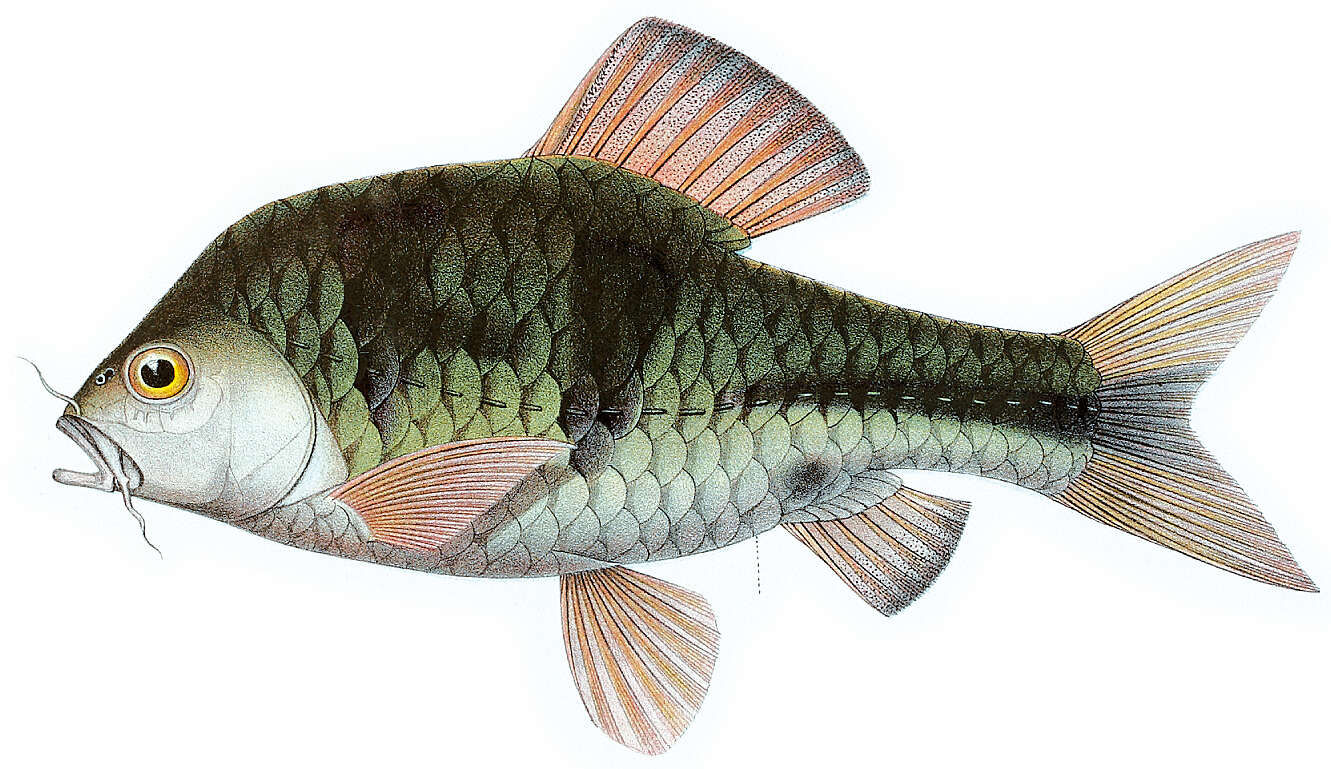 Image of spanner barb