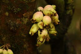 Image of Syzygium cormiflorum (F. Müll.) B. P. M. Hyland