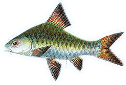 Image of Checker barb