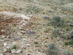 Image of Barr's milkvetch