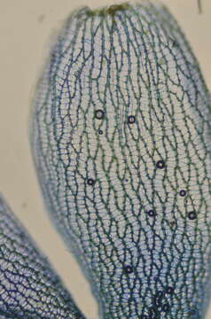 Image of Sphagnum rubiginosum Flatberg 1993