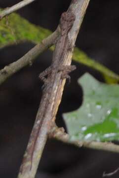 Image of Anolis apletophallus Köhler & Sunyer 2008