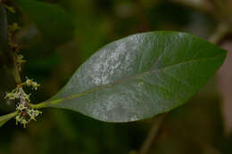 Image of Denhamia fasciculiflora (Jessup) M. P. Simmons