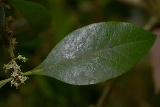 Image of Denhamia fasciculiflora (Jessup) M. P. Simmons