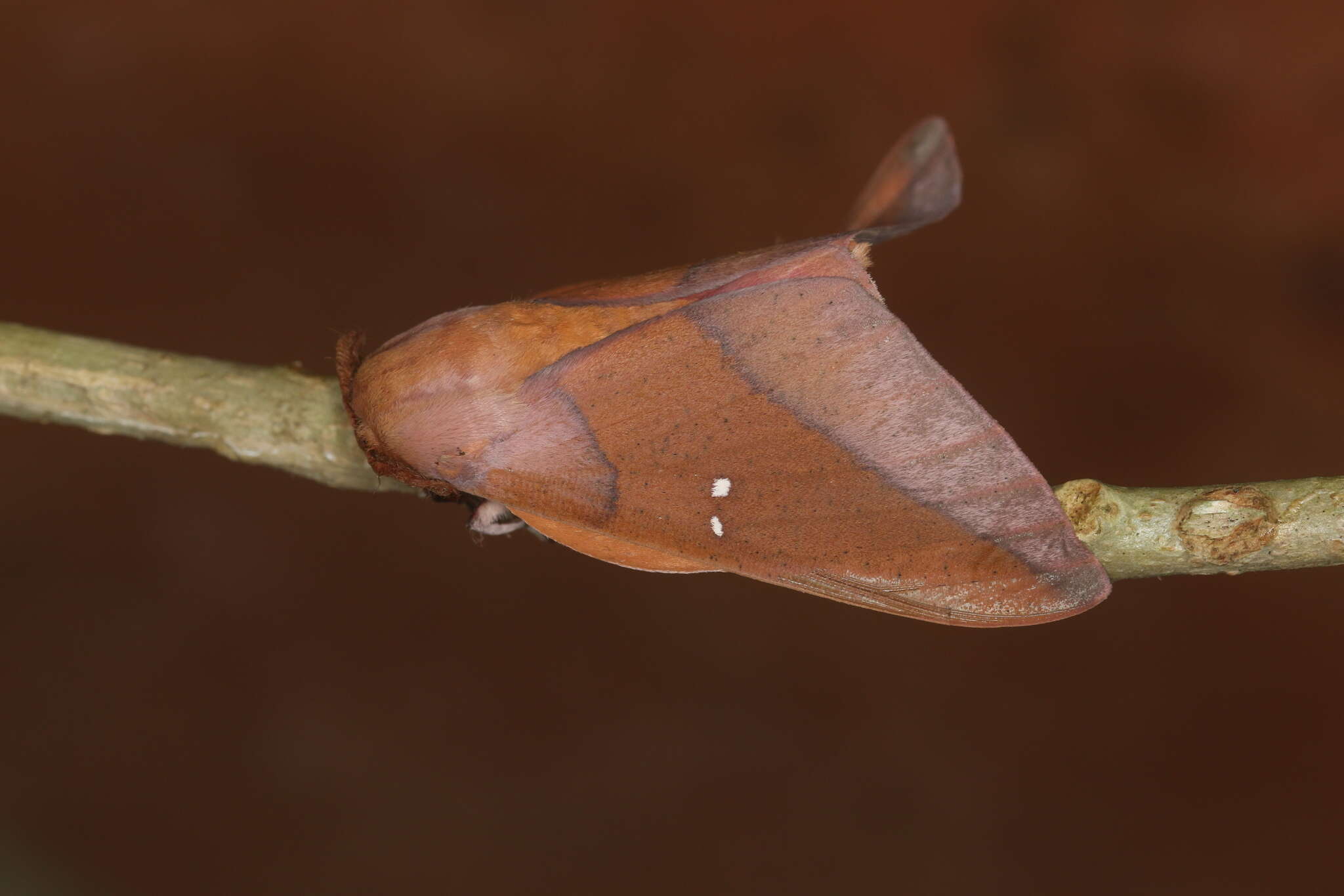 Image of Syssphinx colla Dyar 1907