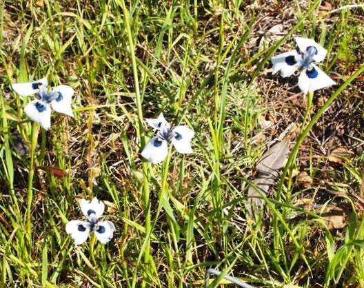 Image of Peacock moraea