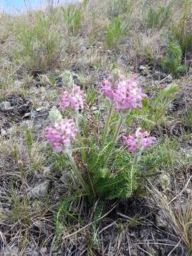 Imagem de Pedicularis rubens Stephan ex Willd.