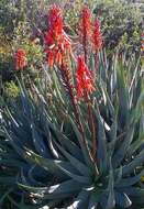 صورة Aloe succotrina Weston