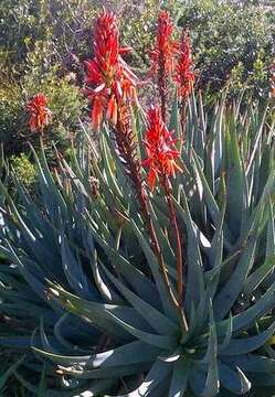 Image of Fynbos aloe