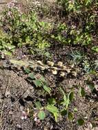 Lupinus albicaulis Douglas resmi