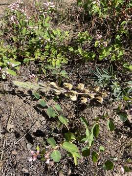 Imagem de Lupinus albicaulis Douglas