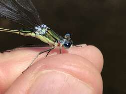 Imagem de Lestes inaequalis Walsh 1862