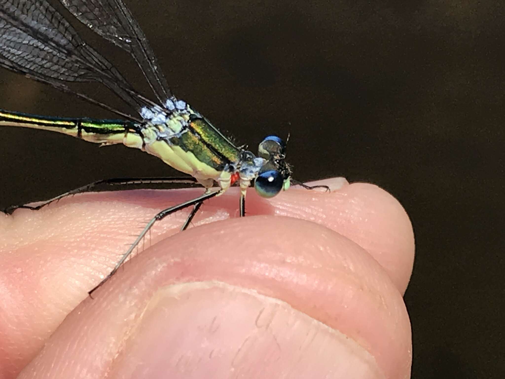 Image of Elegant Spreadwing