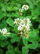 Image of white clover