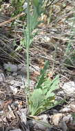 Image of Papaver laevigatum M. Bieb.