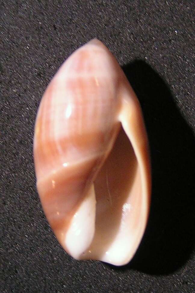 Image of Ancilla ventricosa (Lamarck 1811)