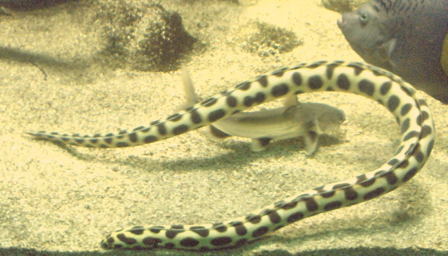 Image of Snake-eels
