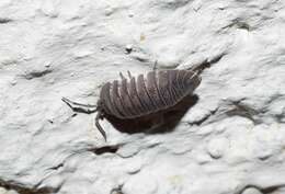 Image of Armadillidium peraccae Tua 1900