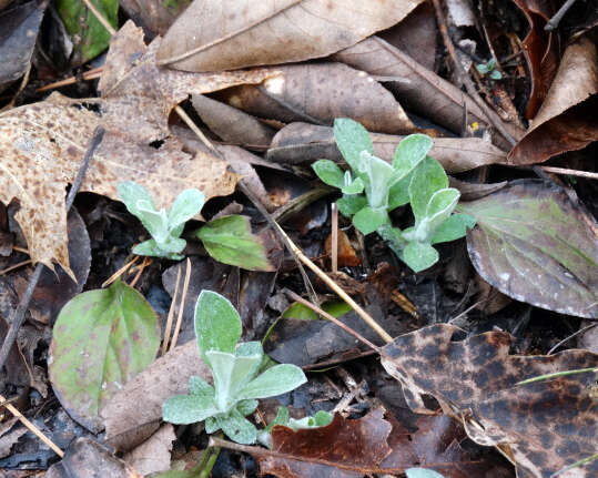 Antennaria parlinii Fern. resmi