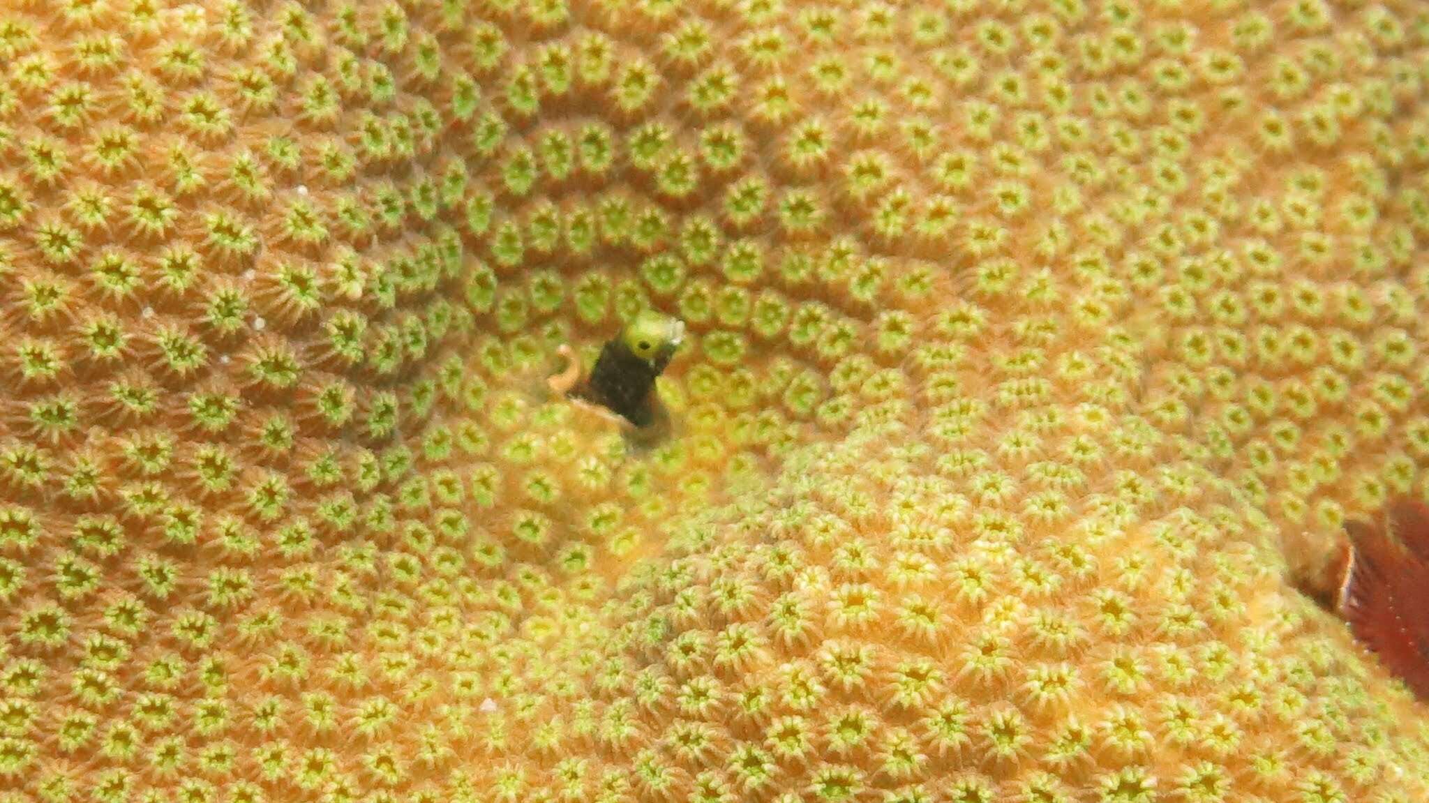 Image of Spiny blenny