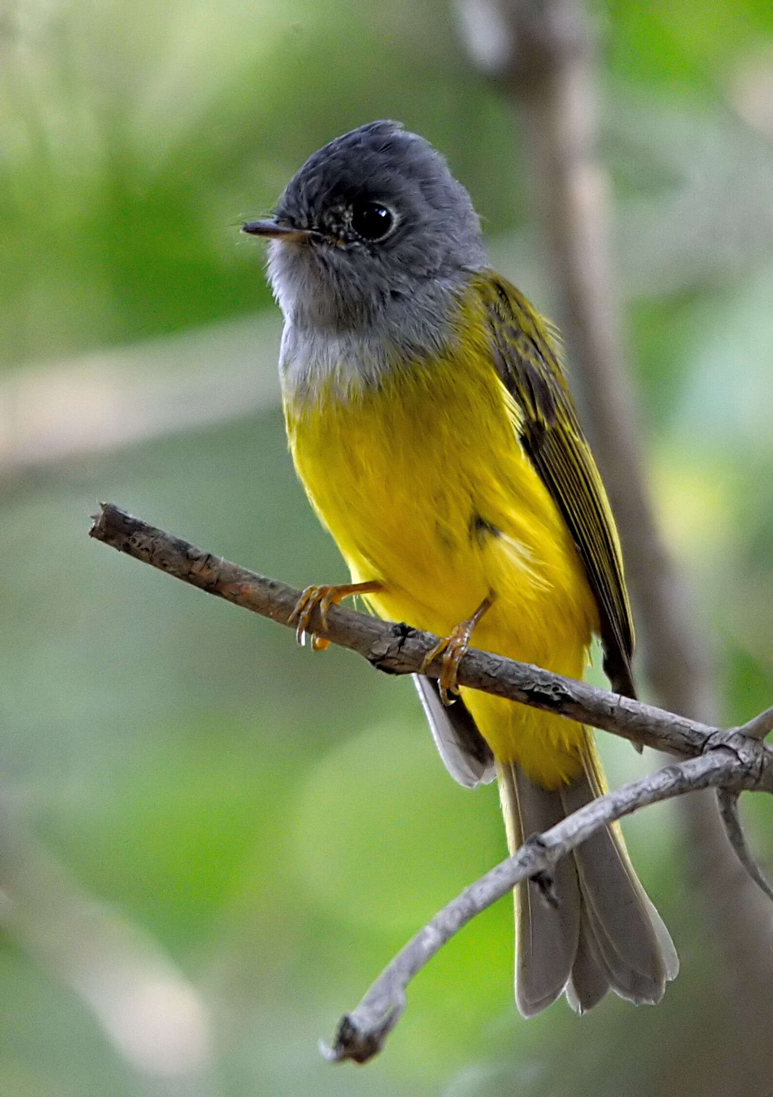 Image of Canary-flycatcher