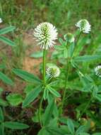 Imagem de Trifolium montanum L.