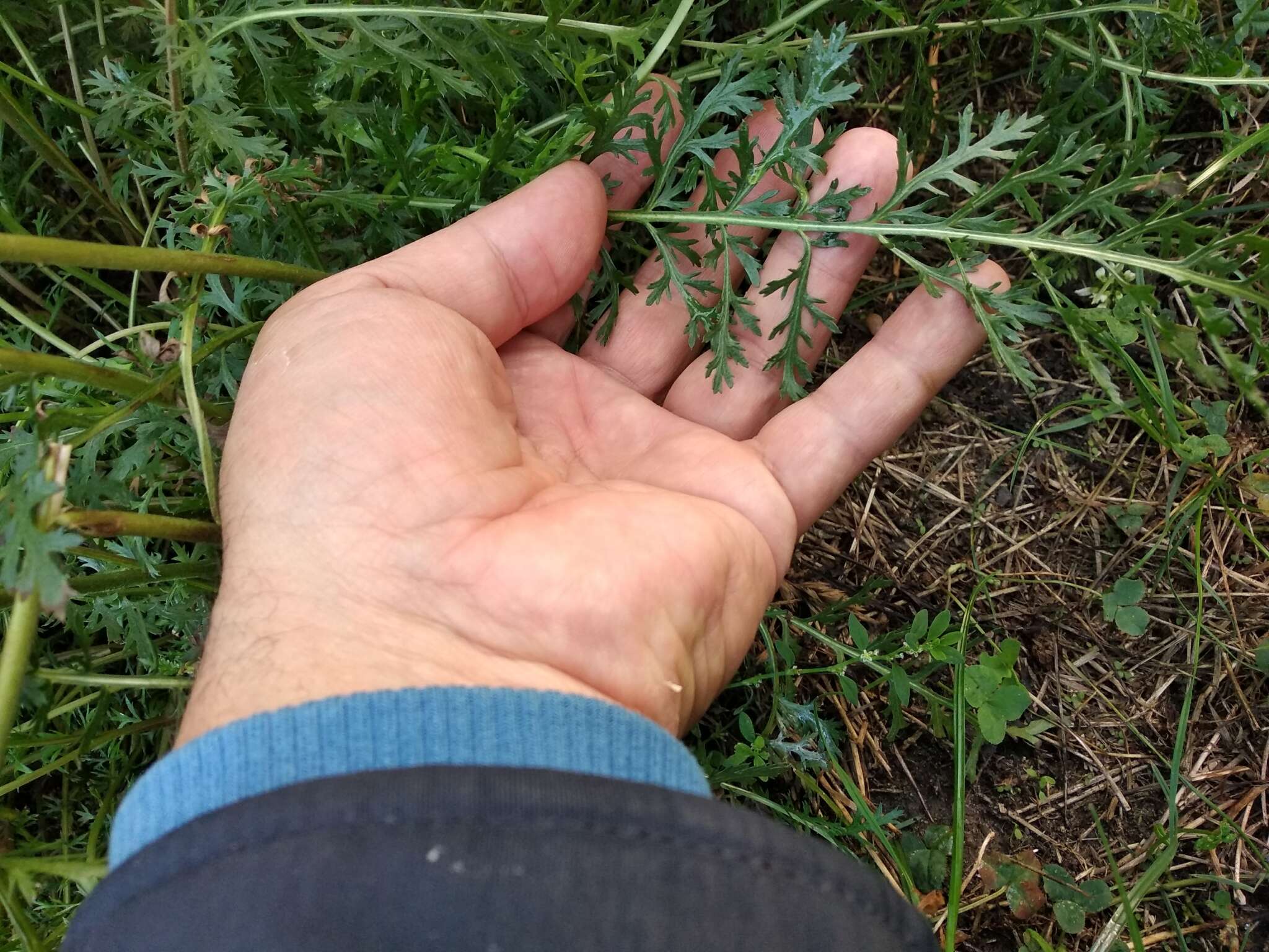 Image of Achillea inundata Kondrat.