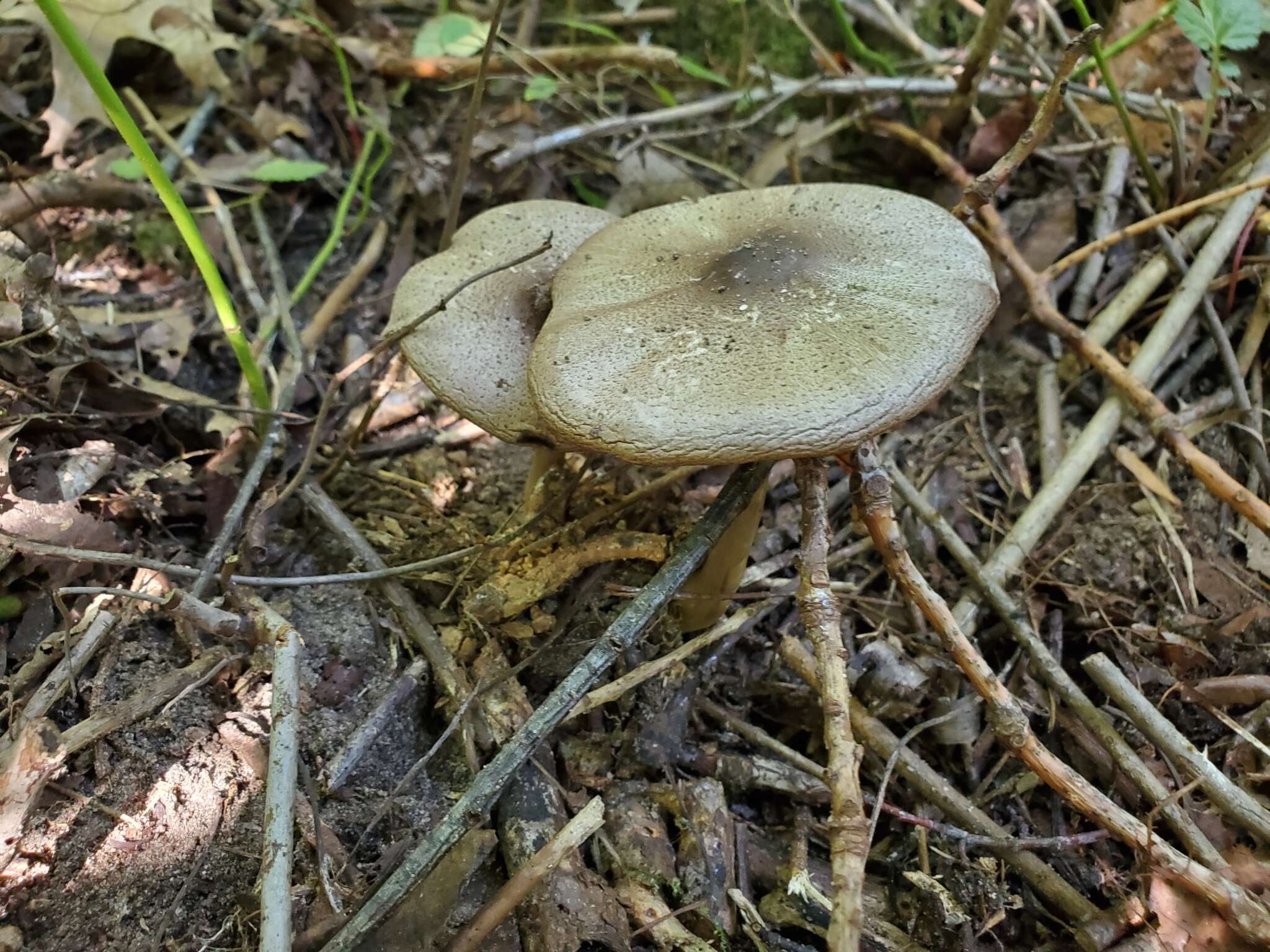 Image of Agaricus leptocaulis Kerrigan 2016