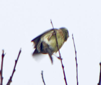 Image of Cirl Bunting