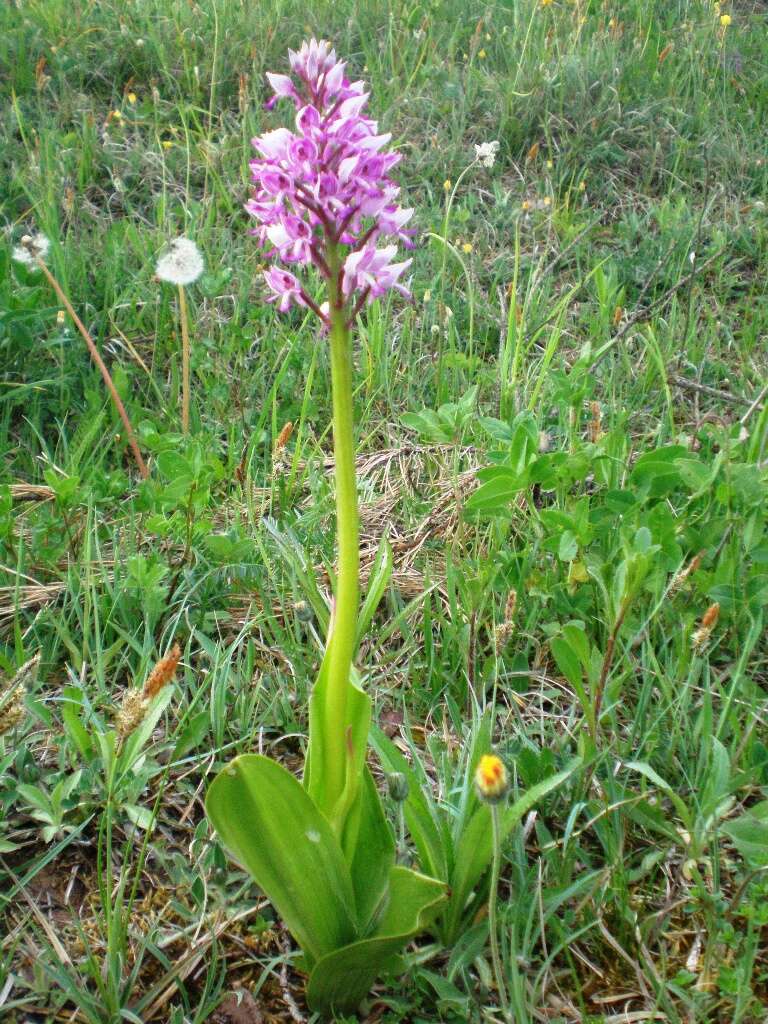 Image of Military orchid