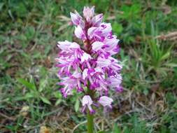 Image of Military orchid