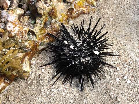 Image of rock urchin