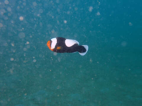 Image of Saddleback clownfish