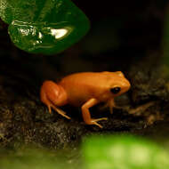 Image of Ginger Tree Frog