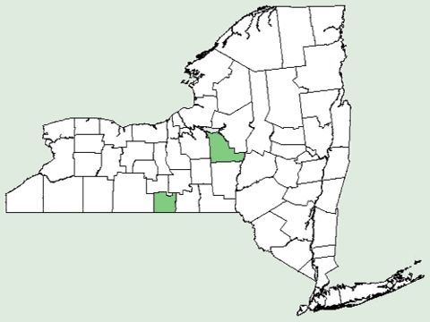 Map of awned bedstraw