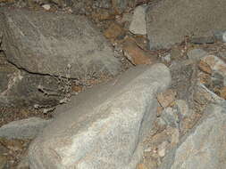 Image of Oman Rock Gecko