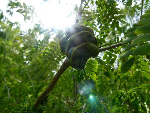 Plancia ëd Chloroleucon tortum (Mart.) Pittier