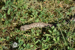 صورة Montivipera latifii (Mertens, Darewsky & Klemmer 1967)