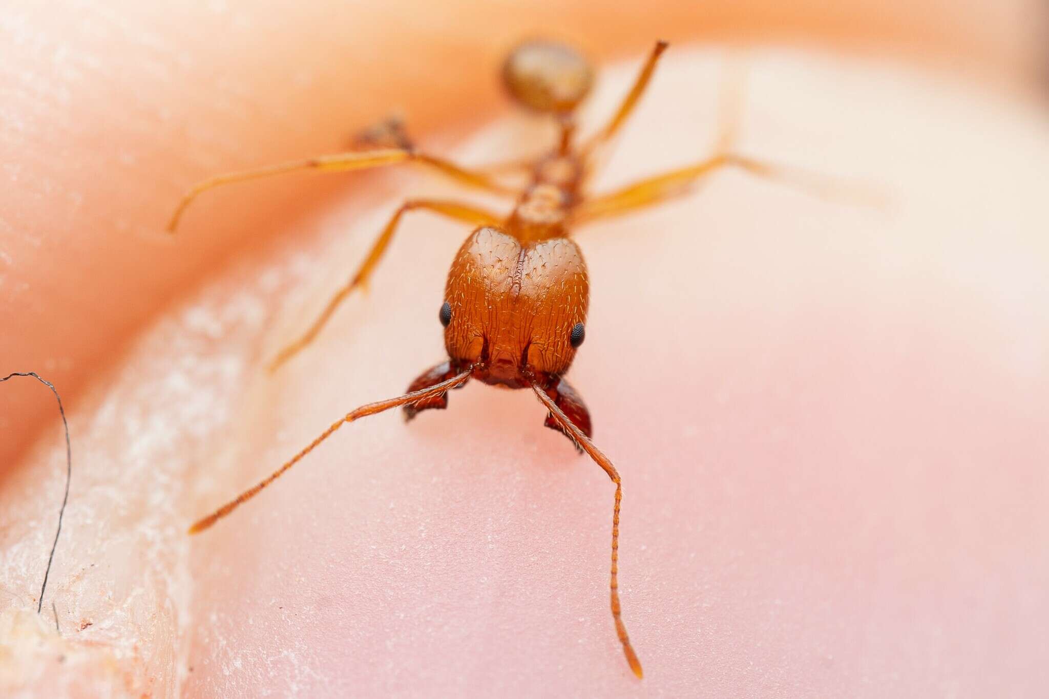 Imagem de Pheidole desertorum Wheeler 1906