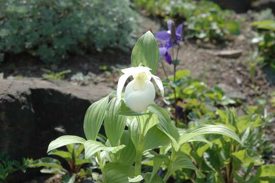 Image of Large-flowered Cypripedium