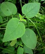 Image of Waianae Range phyllostegia