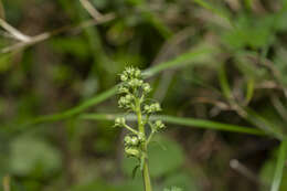 Imagem de Scrophularia lucida L.