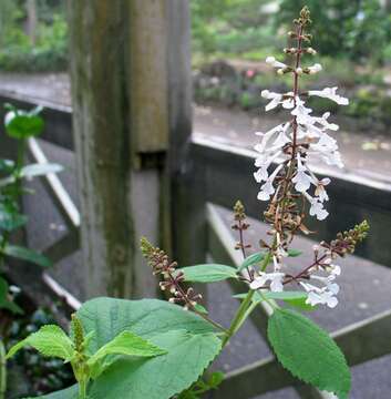 Image of Waianae Range phyllostegia