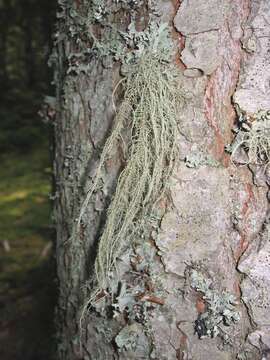 Image of Beard lichen